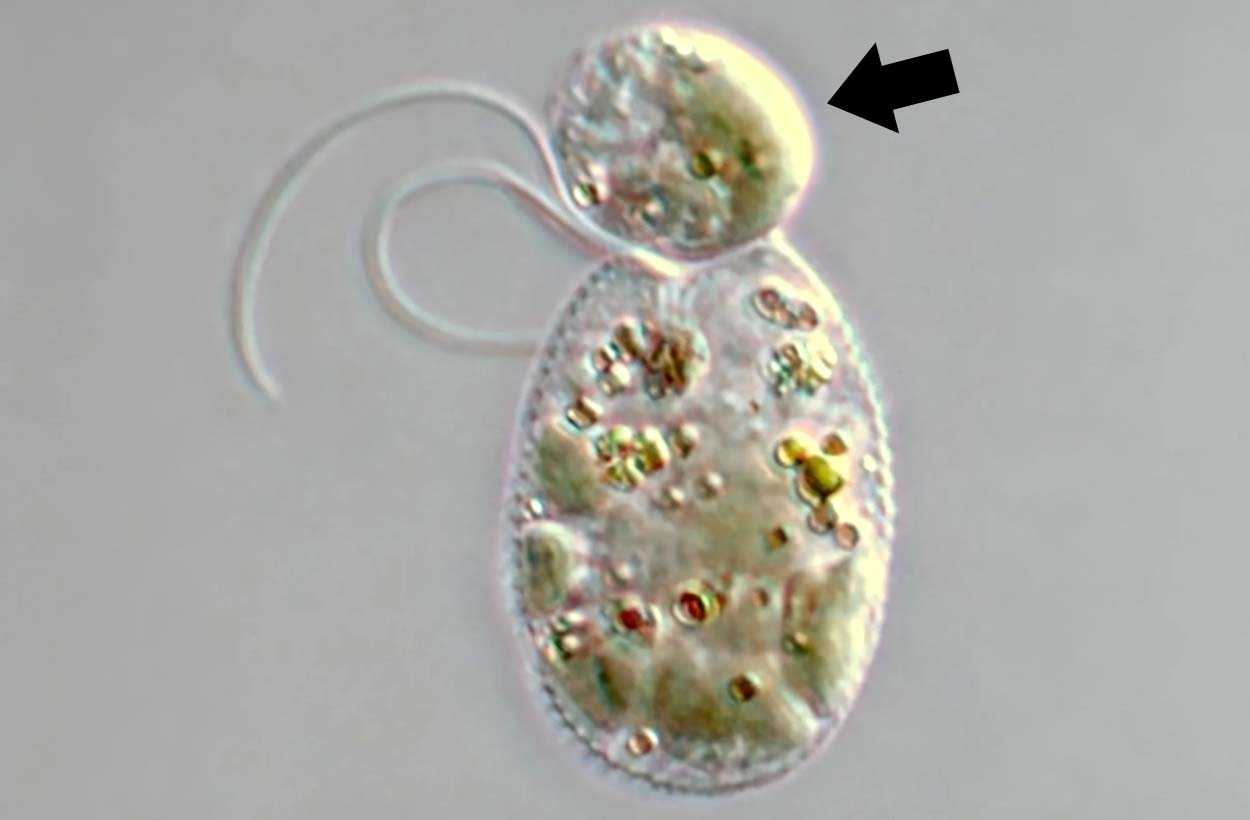 Rapaza viridis захватывает клетку водоросли Tetraselmis передней частью тела Одноклеточный хищник заставил украденные хлоропласты работать за счет собственных белков