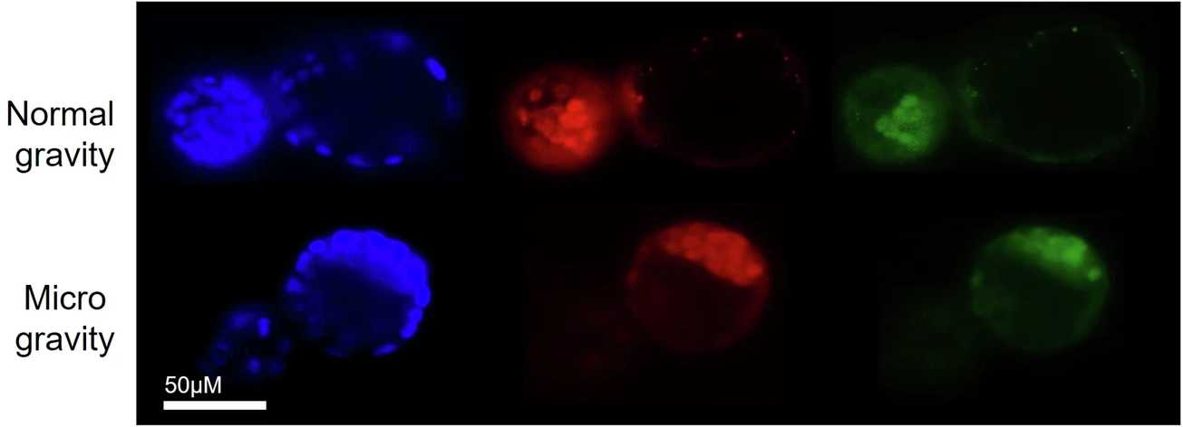 Невесомость снизила эффективность размножения млекопитающих Невесомость снизила эффективность размножения млекопитающих