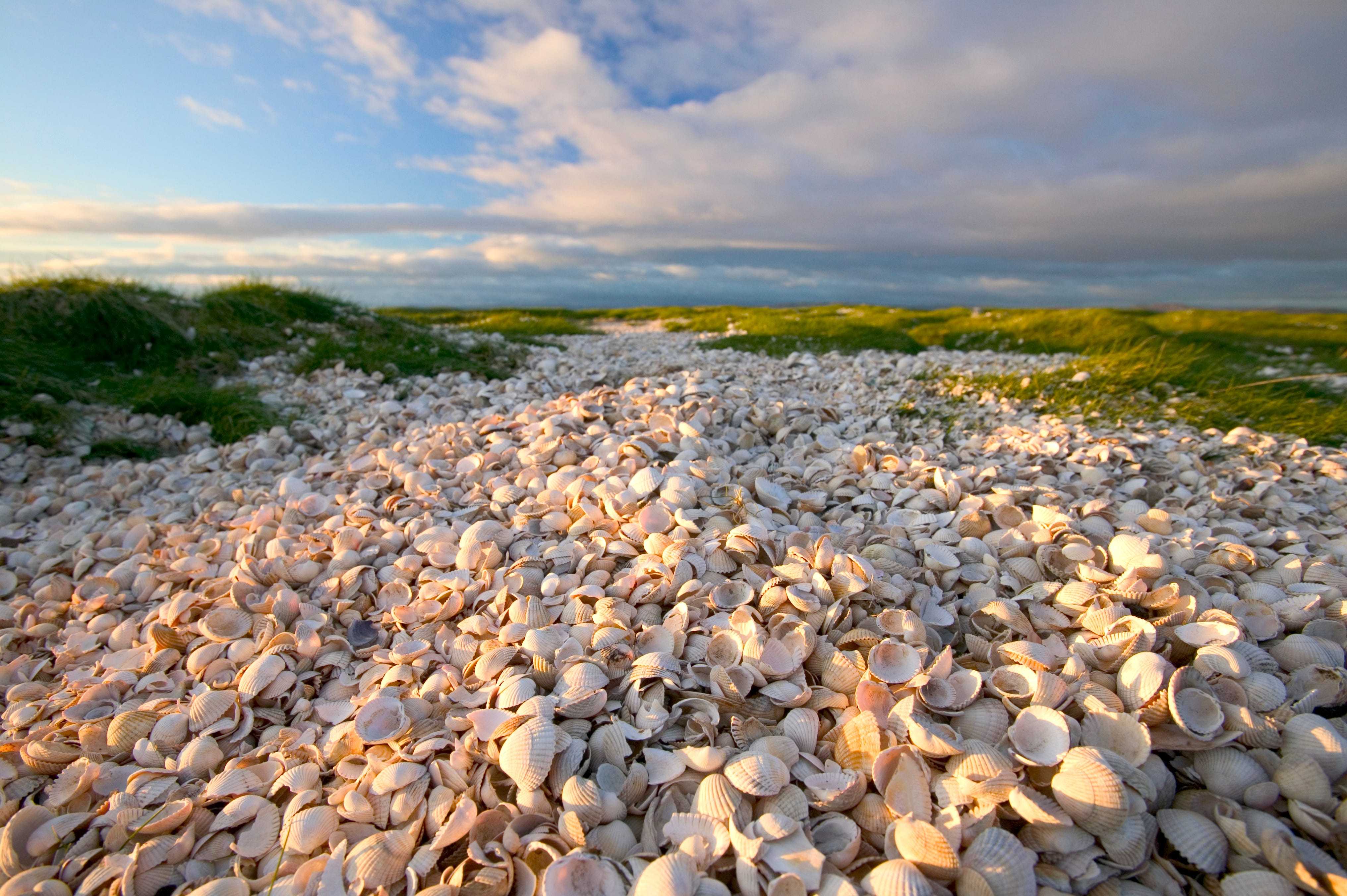 Археологи обнаружили 1200-летний остров из раковин моллюсков, съеденных древними жителями Фиджи Археологи обнаружили 1200-летний остров из раковин моллюсков, съеденных древними жителями Фиджи