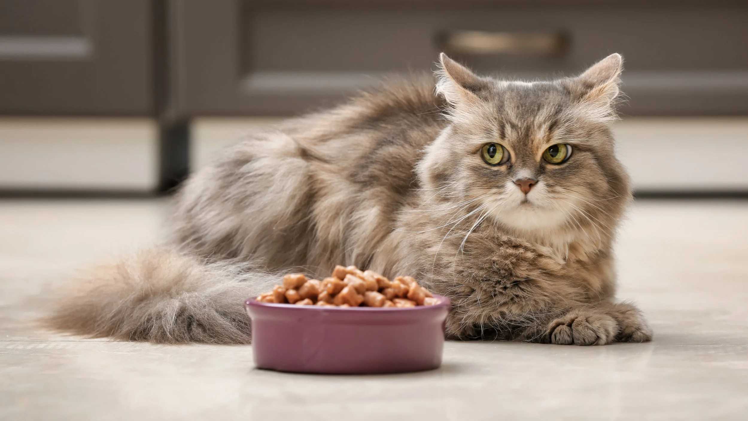 Ученые нашли объяснение привередливости домашних кошек в еде Ученые нашли объяснение привередливости домашних кошек в еде