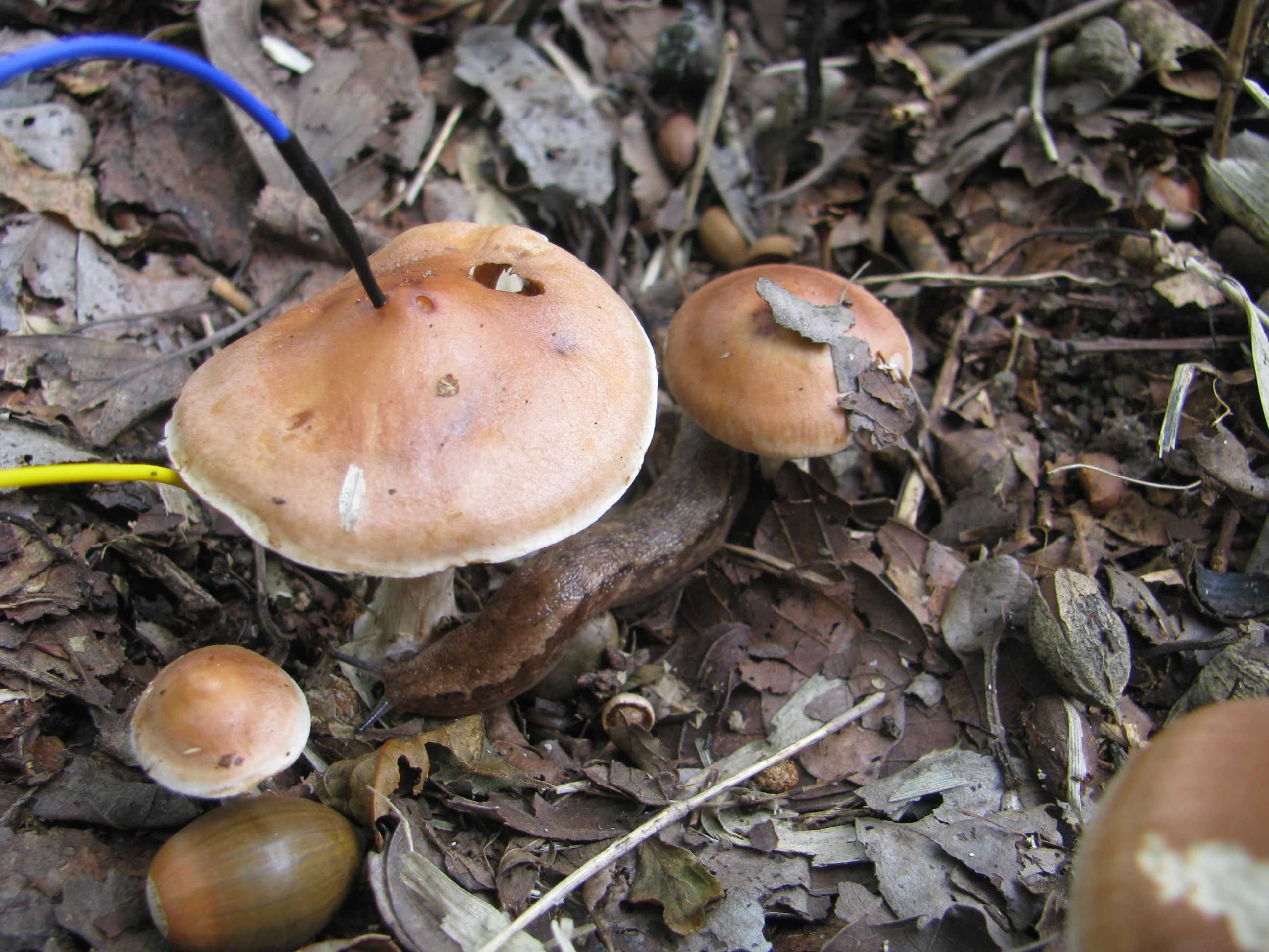 Грибы обменялись информацией о поливе водой и мочой Грибы обменялись информацией о поливе водой и мочой