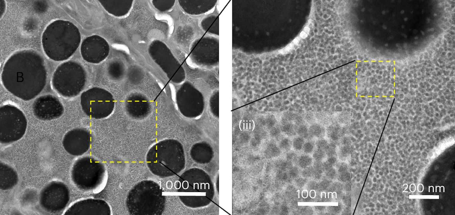 Вирусные частицы CMNV диаметром приблизительно 30 нанометров Вирус белоногих креветок вызвал тяжелое поражение глаз у людей