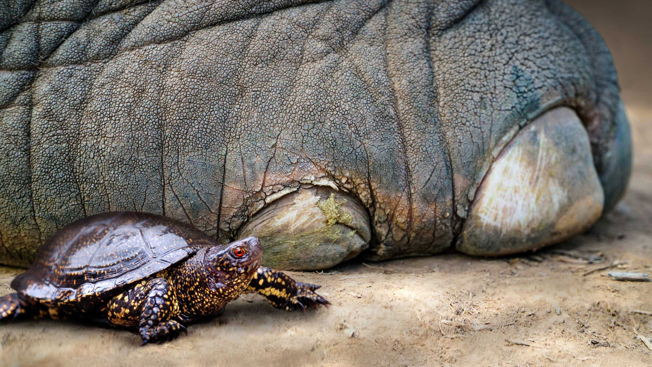 Неандертальские дети добывали черепах, чтобы делать из их панцирей посуду Неандертальские дети добывали черепах, чтобы делать из их панцирей посуду