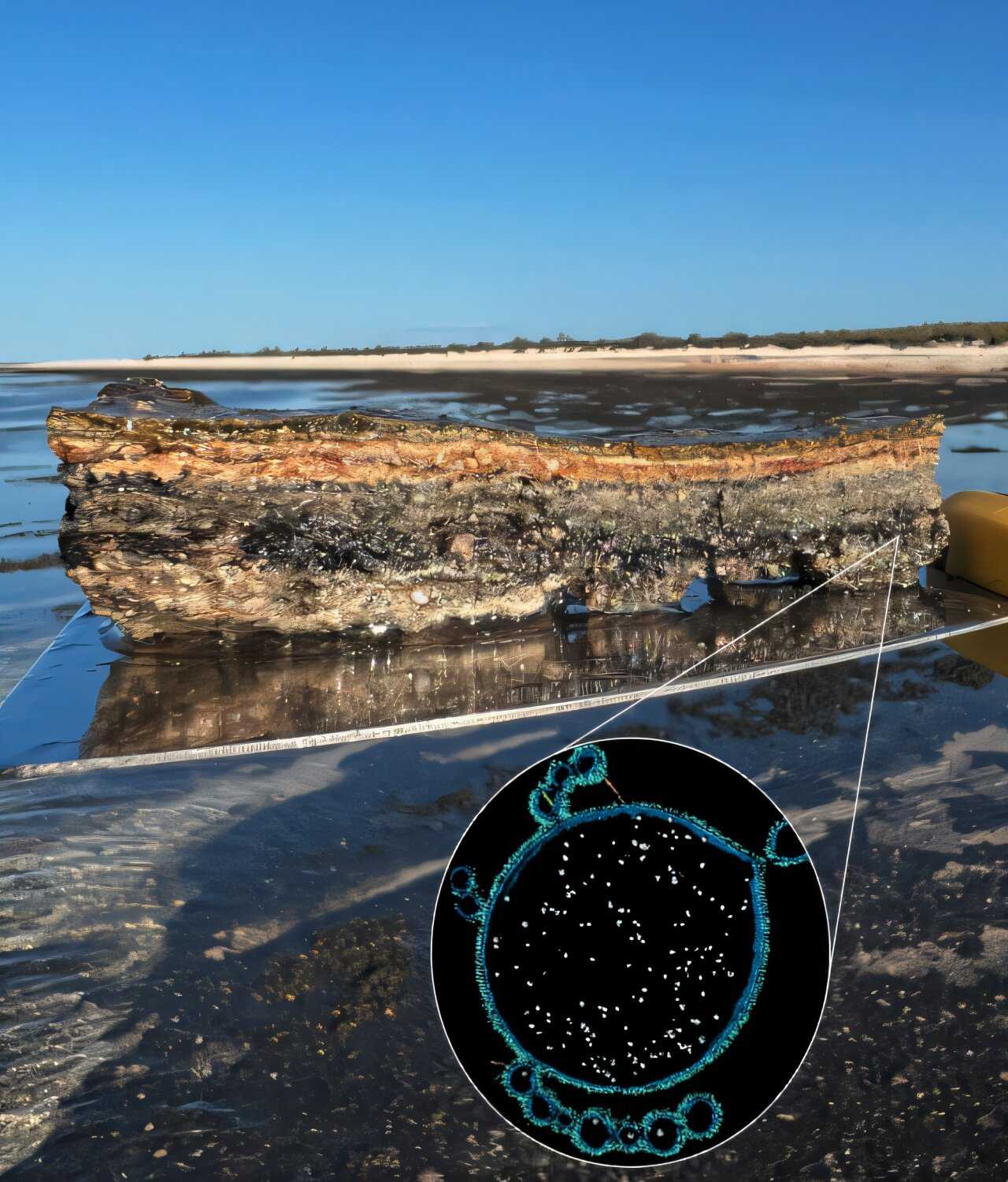 Микробный мат (сверху) и микрофотография Асгард-археи (снизу) Асгард-археи и бактерии впервые показали прямой контакт, создавший предка всех животных и растений