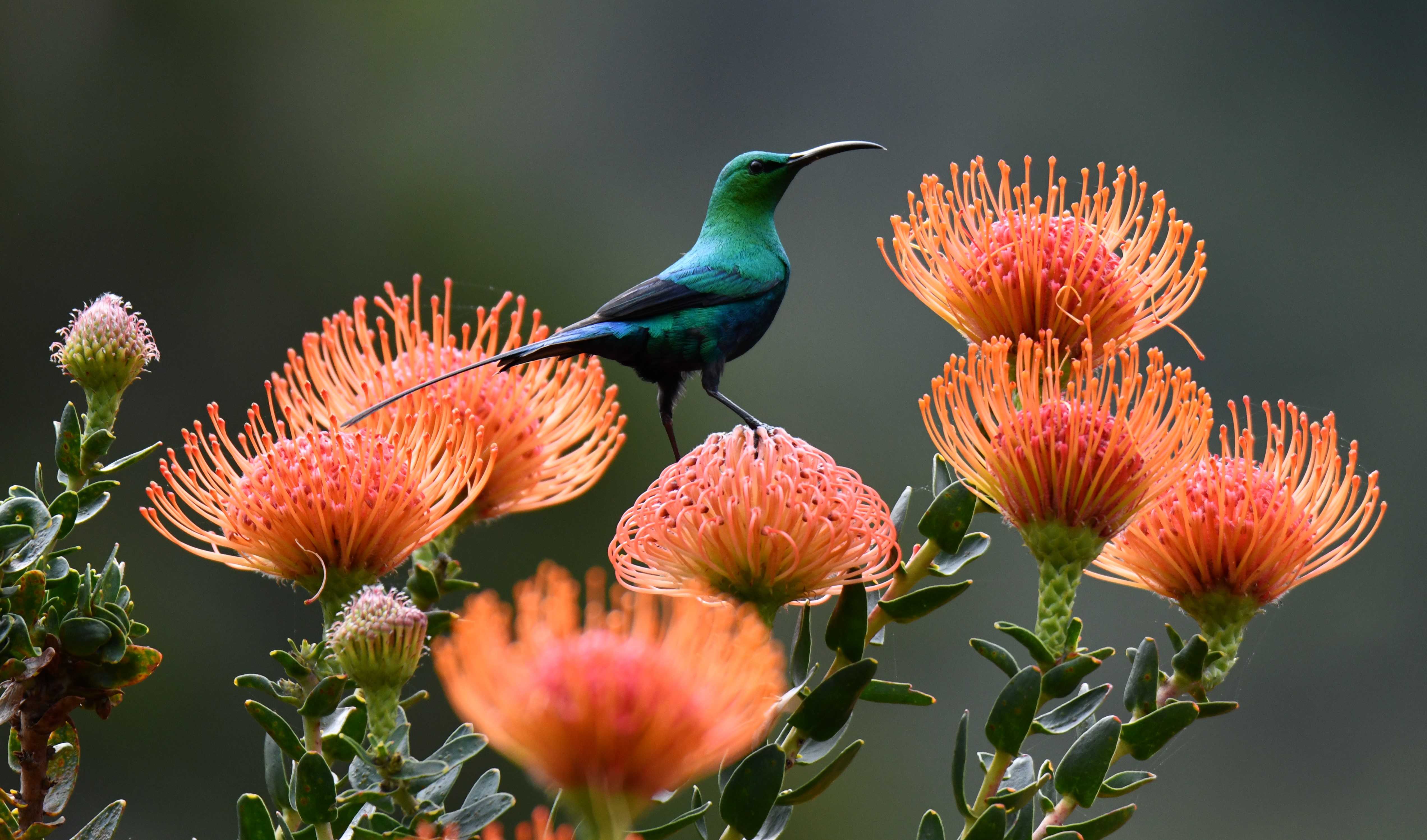 Малахитовая нектарница / Nectarinia famosa Нектарницы оказались единственными позвоночными, всасывающими жидкость только с помощью языка