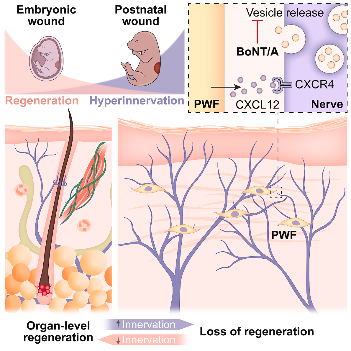 Сверхиннервация подавляет регенерацию кожи Сверхиннервация подавляет регенерацию кожи
