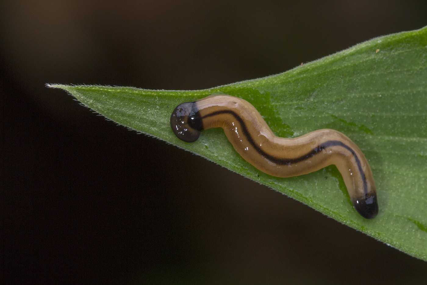 Планария Bipalium vagum Взрывные клетки