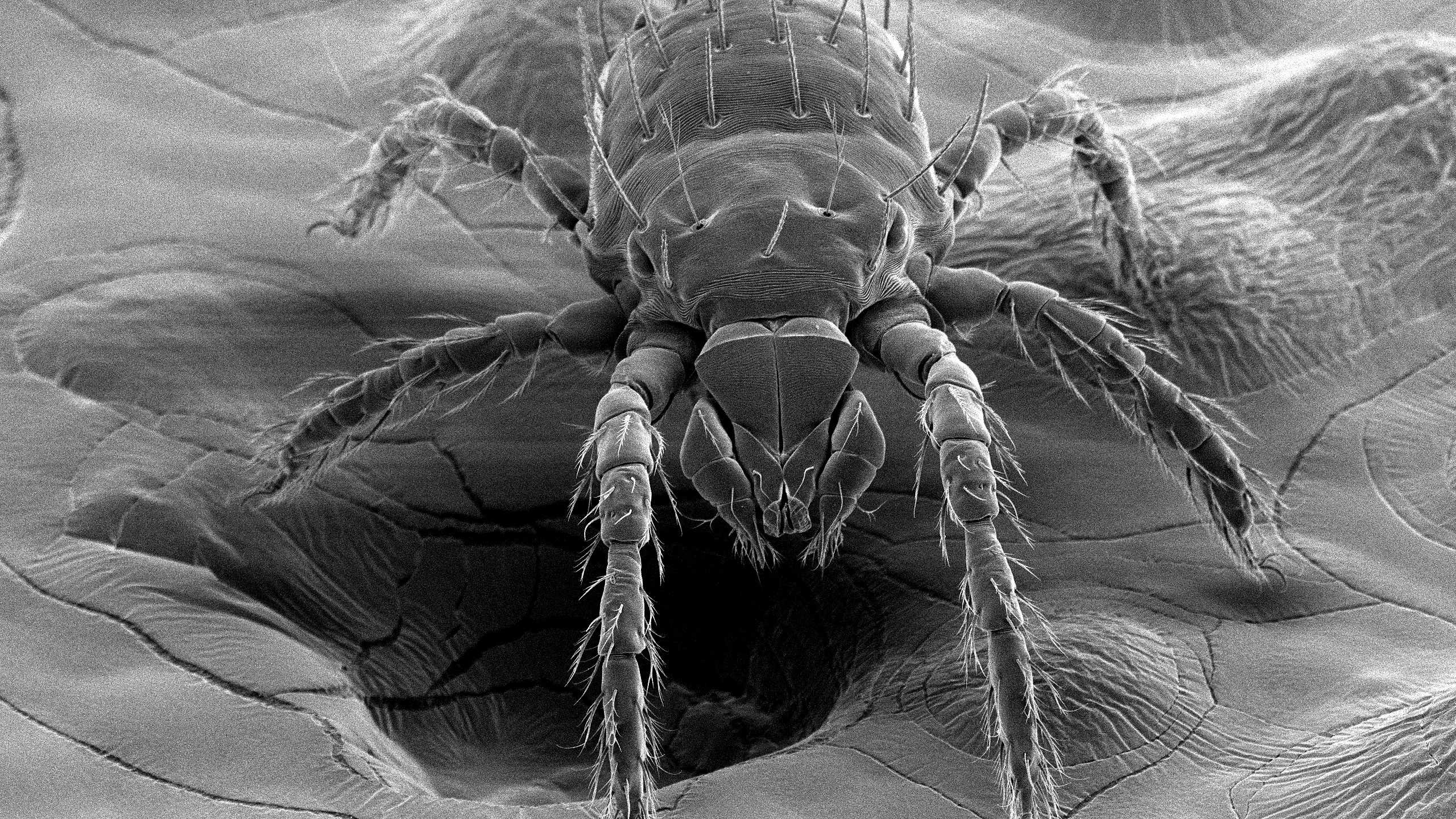 Изображение клеща Leptotrombidium, полученное с помощью сканирующей электронной микроскопии У клещей-краснотелок обнаружили способность передавать смертельный вирус потомству