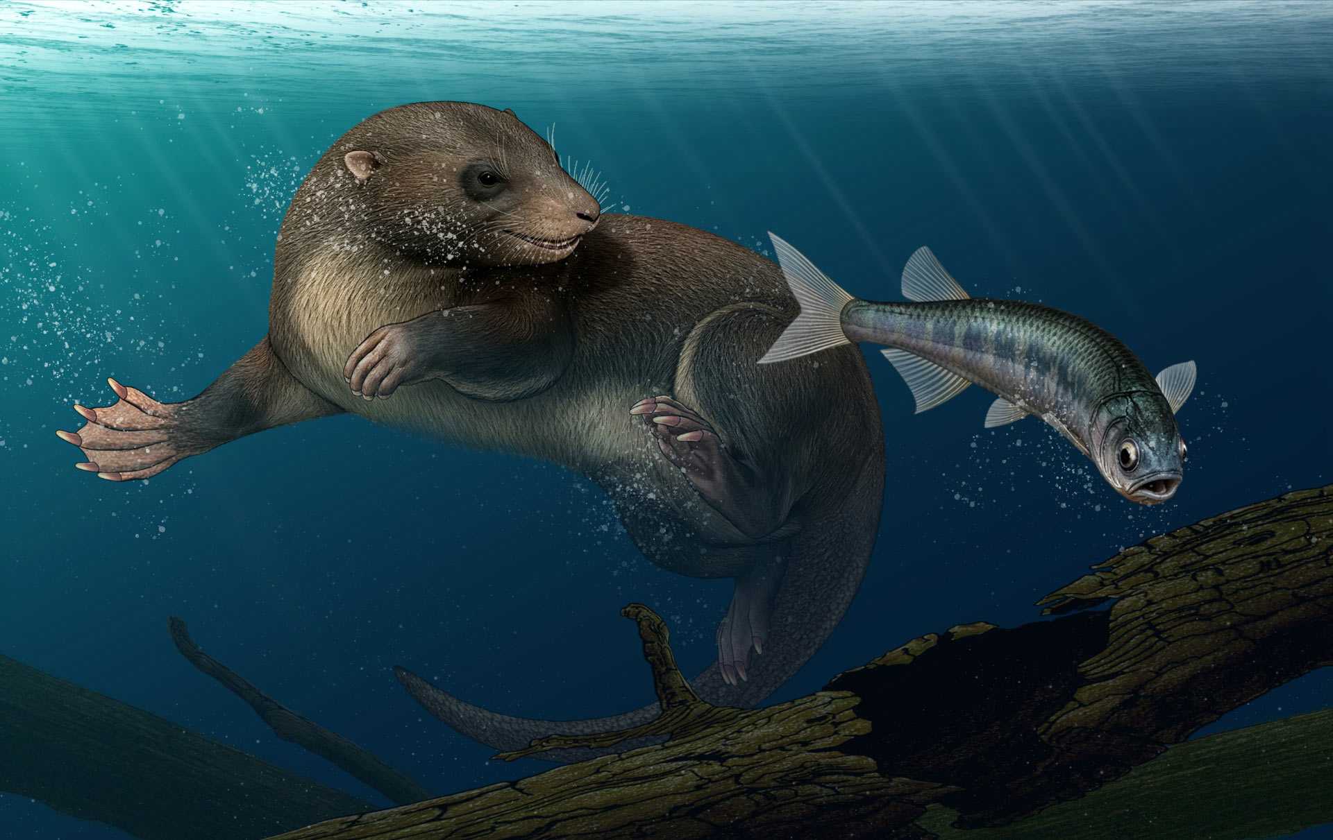 Dongoconodon platycauda в представлении художника Палеонтологи описали древнее млекопитающее, зубы у которого менялись на протяжении всей жизни